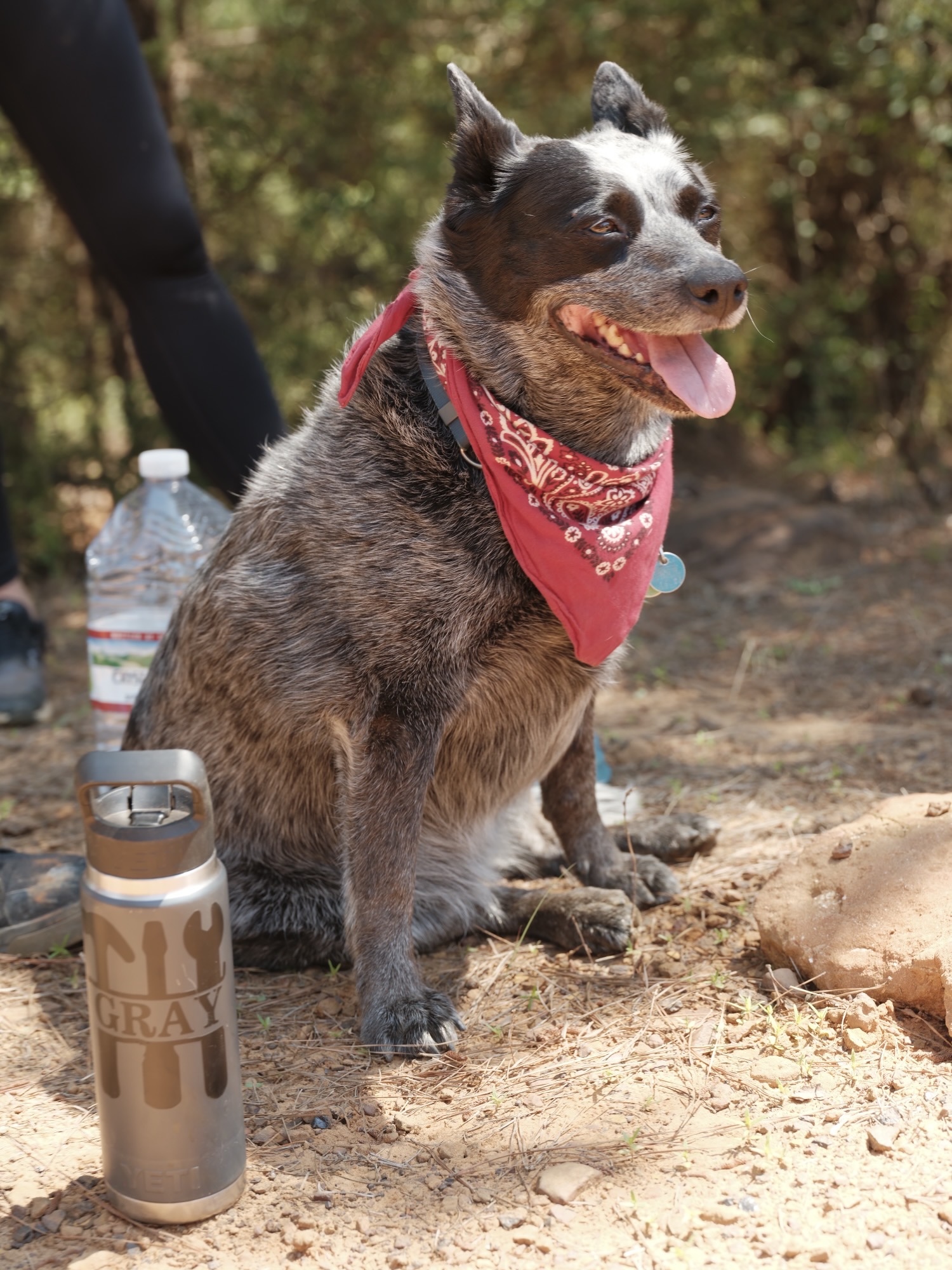 salty-dog-transport-mascot-zoe